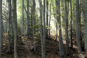 alberi, bosco, tronchi, rami, foglie, raggi, terra, raggio