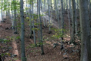 alberi, bosco, foglie, tronchi, rami, raggi, raggio, luce, verde, radici