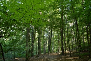 alberi, bosco, verde, foglie, sentiero, natura, rami