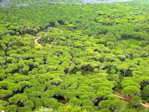 verde, alberi, strada, bosco, pineta, natura, foresta, pini, sentiero, panorama, paesaggio, rami, piante