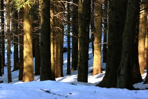 alberi, neve, bosco, rami, tronchi, inverno, bianco, luce, ombre
