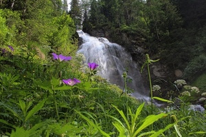 cascata, fiori, acqua, verde, alberi, erba, foglie, bosco