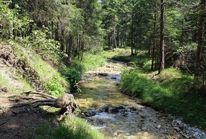 alberi, verde, bosco, torrente, acqua, erba, sassi, radici, fiume, piante, ruscello, montagna, rami, tronchi