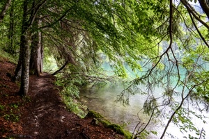 alberi, rami, bosco, sentiero, lago, riva, foglie, verde, terra, fiume, acqua, piante
