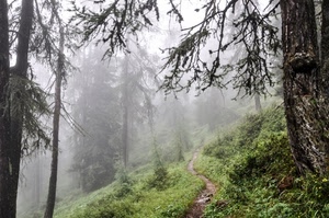 alberi, bosco, sentiero, nebbia, verde, rami, foschia, erba