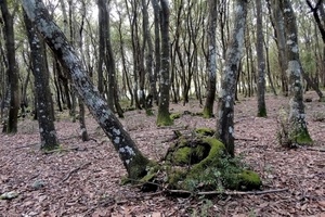 alberi, bosco, muschio, rami, tronchi, foglie, verde, inverno
