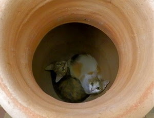 due, vaso, gatti, cerchio, occhi, mici, felini, gattini, dentro, bianco, animali, pelo, terracotta