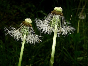 verde, due, fiori, semi, steli, soffioni, macro, piante