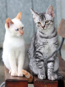 gatti, bianco, due, grigio, occhi, zampe, pelo, coda, animali, gatto, micio, felini, orecchie, panche, tigrato, vibrisse, celeste, striato