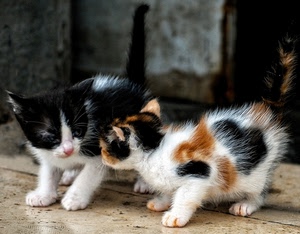 due, gatti, nero, bianco, mici, gattini, zampe, pelo, code, animali