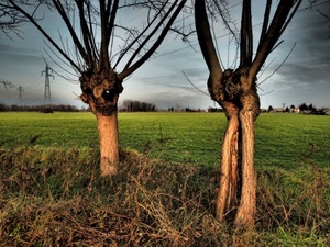alberi, rami, tronchi, prato, due, erba, verde, cielo, campo, albero, traliccio