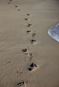 orme, sabbia, spiaggia, mare, acqua, impronte, piedi, dita