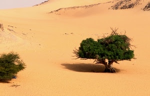 sabbia, deserto, verde, alberi, dune, albero, ombra, rami