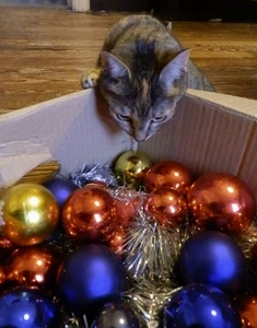 gatto, natale, palle, scatola, colori, blu, oro, rosso, sfere, curioso