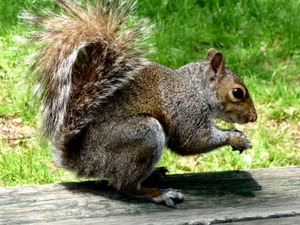 scoiattolo, coda, legno, animale, erba, zampe, pelliccia, grigio, verde