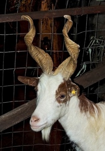 corna, capra, animale, muso, spirale, rete, bianco, orecchie, barba