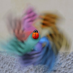 coccinella, colori, rosso, girandola, nero, sfocato, muro, insetto, puntini, vento, rosa