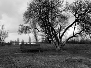 panchina, albero, bianconero, prato, rami, alberi, parco, nero, nuvoloso, bianco