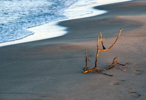 mare, ramo, sabbia, spiaggia, orme, acqua, battigia, onde