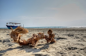 barca, sabbia, mare, spiaggia, tronco, azzurro, cielo, blu, radice, ramo, secco