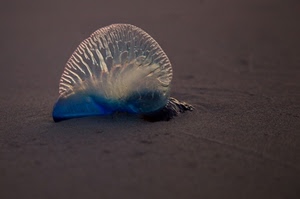 sabbia, blu, spiaggia, medusa, mare, animale, bianco, trasparenze, trasparente, mollusco