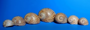 conchiglie, sette, spirali, azzurro, blu, spirale