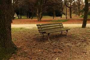 parco, panchina, alberi, foglie, autunno, giardino, legno, rami, sentiero, piante, tronchi