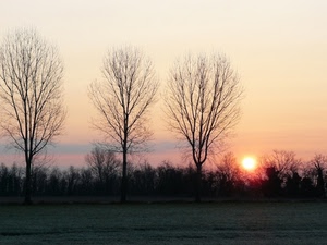 alberi, sole, tramonto, cielo, rami, inverno, silhouette, campagna, prato, paesaggio, alba, controluce