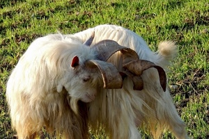 corna, capra, pelo, erba, animale, orecchie, prato, lana, verde, bianco, spirale, muso, caprone, ovino