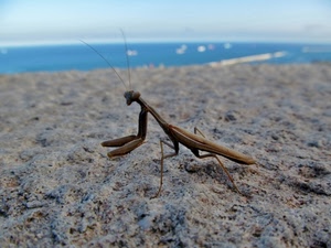 sabbia, insetto, mare, antenne, zampe, spiaggia, mantide, cielo