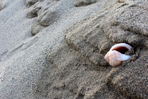 conchiglia, sabbia, spiaggia, granelli, bagnata, grigio, rosa, bianco