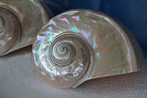 spirale, madreperla, conchiglia, colori, chiocciola, guscio, frattali, conchiglie, frattale, riflesso, bianco