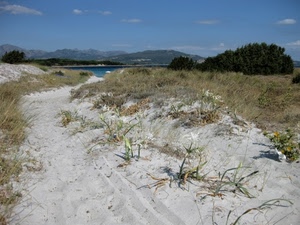 sabbia, mare, erba, piante, acqua, spiaggia, cielo, cespugli, montagne, nuvole, duna, gigli