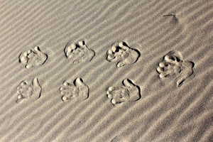 sabbia, mani, orme, impronte, dita, sette, spiaggia, granelli