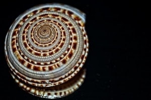 spirale, nero, conchiglia, chiocciola, riflesso, frattale, lumaca, frattali, macro