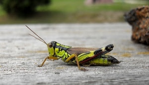 antenne, insetto, zampe, verde, cavalletta, ali, grillo, occhio, occhi, marrone