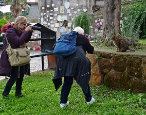 gatto, due, verde, fotografi, donne, zaino, fotografe, erba, tronco, albero, borsa, fotocamera, prato, obiettivo