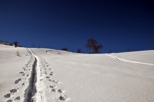 neve, inverno, cielo, alberi, orme, blu, bianco, montagna, tracce