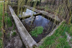 acqua, erba, lavatoio, riflesso, pietra, rami, verde, abbandono