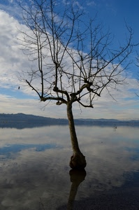 albero, nuvole, riflesso, lago, rami, acqua, cielo, montagna, riflessi