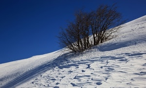 neve, inverno, cielo, albero, alberi, bianco, montagna, rami, ombre, ombra, cespuglio, azzurro