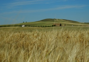 collina, cielo, spighe, paesaggio, alberi, campo, campagna, verde, grano, colline, panorama, casolare, case, campi, nuvole, estate
