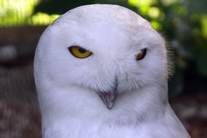 becco, occhi, uccello, bianco, rapace, piume, giallo, civetta