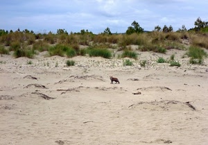 sabbia, volpe, alberi, dune, cespugli, verde, spiaggia, natura