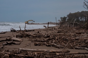 mare, spiaggia, tronchi, sabbia, onde, rami, mareggiata, alberi, detriti