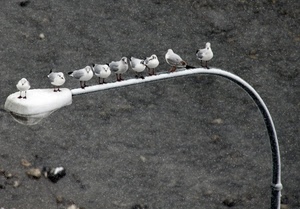 lampione, uccelli, gabbiani, bianconero, fila, volatili, luce, animali, nove, bianco