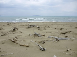 mare, sabbia, spiaggia, onde, cielo, acqua, nuvole, isola, legno, rami, orizzonte, tronchi