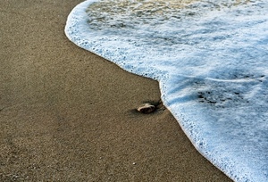 sabbia, mare, spiaggia, sasso, acqua, schiuma, onda, battigia, bagnasciuga, minimalismo