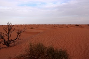 deserto, sabbia, dune, cielo, albero, rosso, arbusti, rami