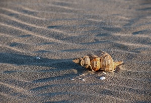 conchiglia, sabbia, onde, spiaggia, mare, ombre, ombra, spirale, dune, grigio, guscio